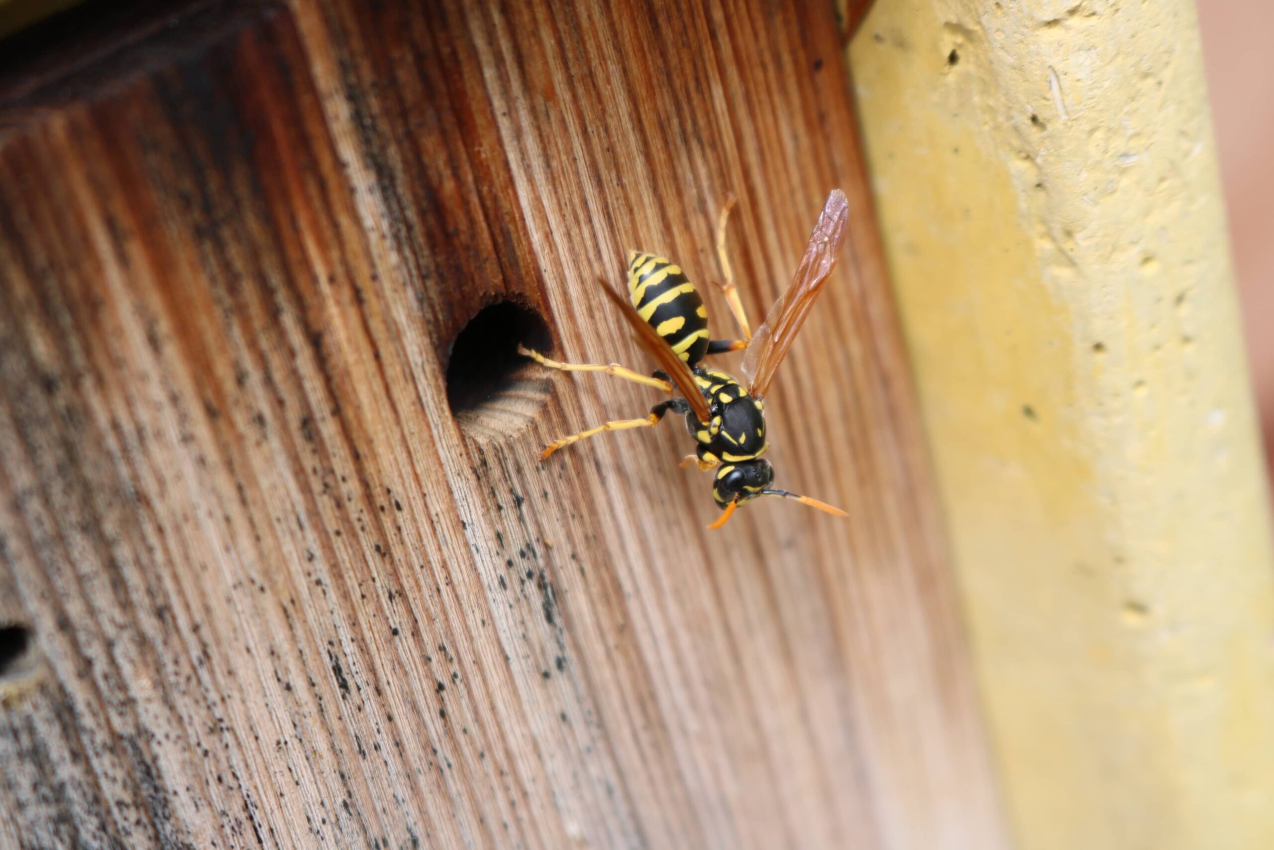 carpenter bee treatment