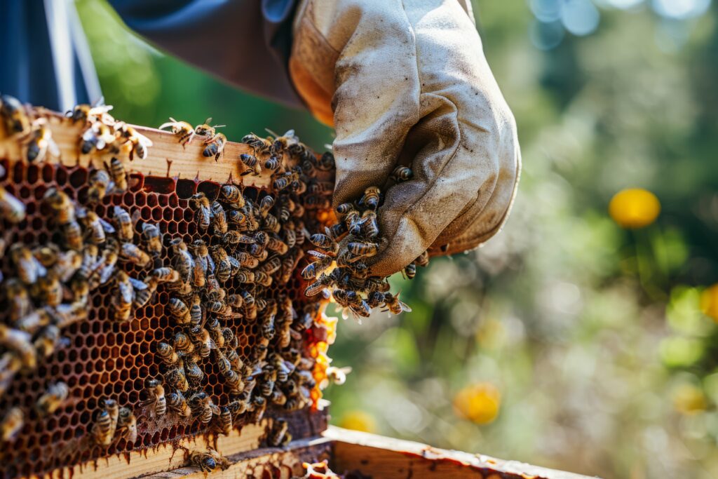 Carpenter Bee Removal