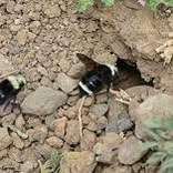 Bumble bee nest removes